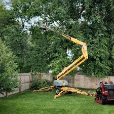 Best Fruit Tree Pruning  in , MI