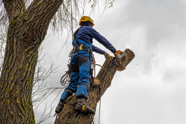 Best Commercial Tree Services  in , MI