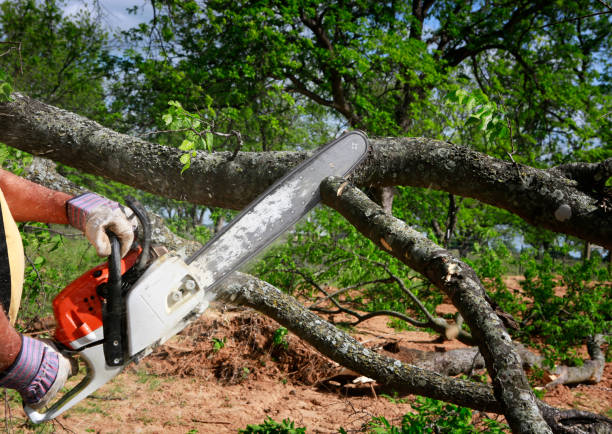 Best Tree Removal  in , MI